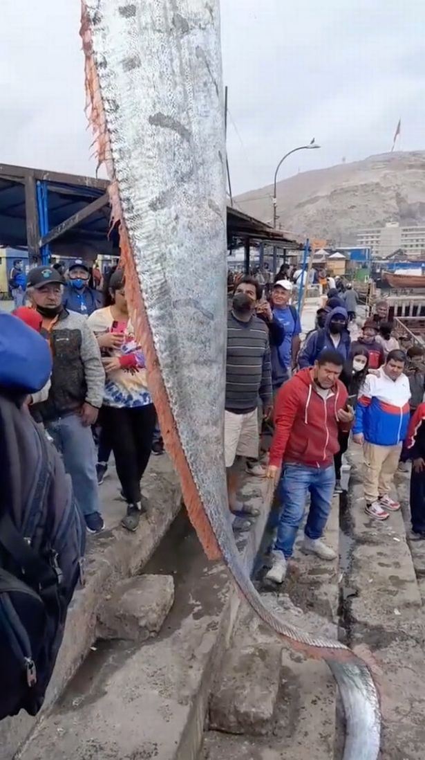 ikan sepanjang 5 meter berjaya ditangkap, ramai risau ia ‘petanda buruk’