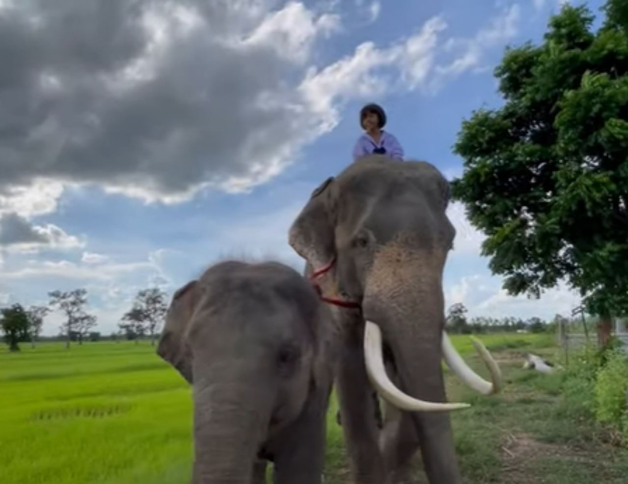mahu jimat kos petrol, budak perempuan naik gajah pergi sekolah tiap hari