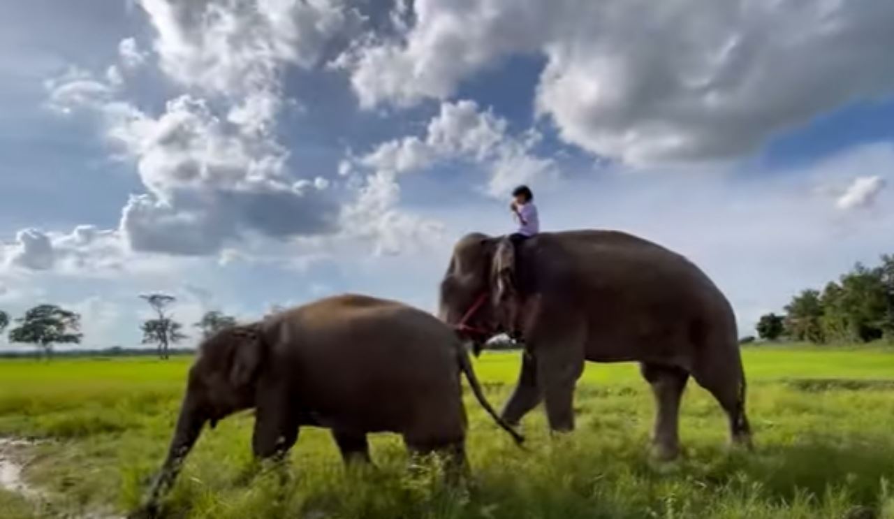 mahu jimat kos petrol, budak perempuan naik gajah pergi sekolah tiap hari