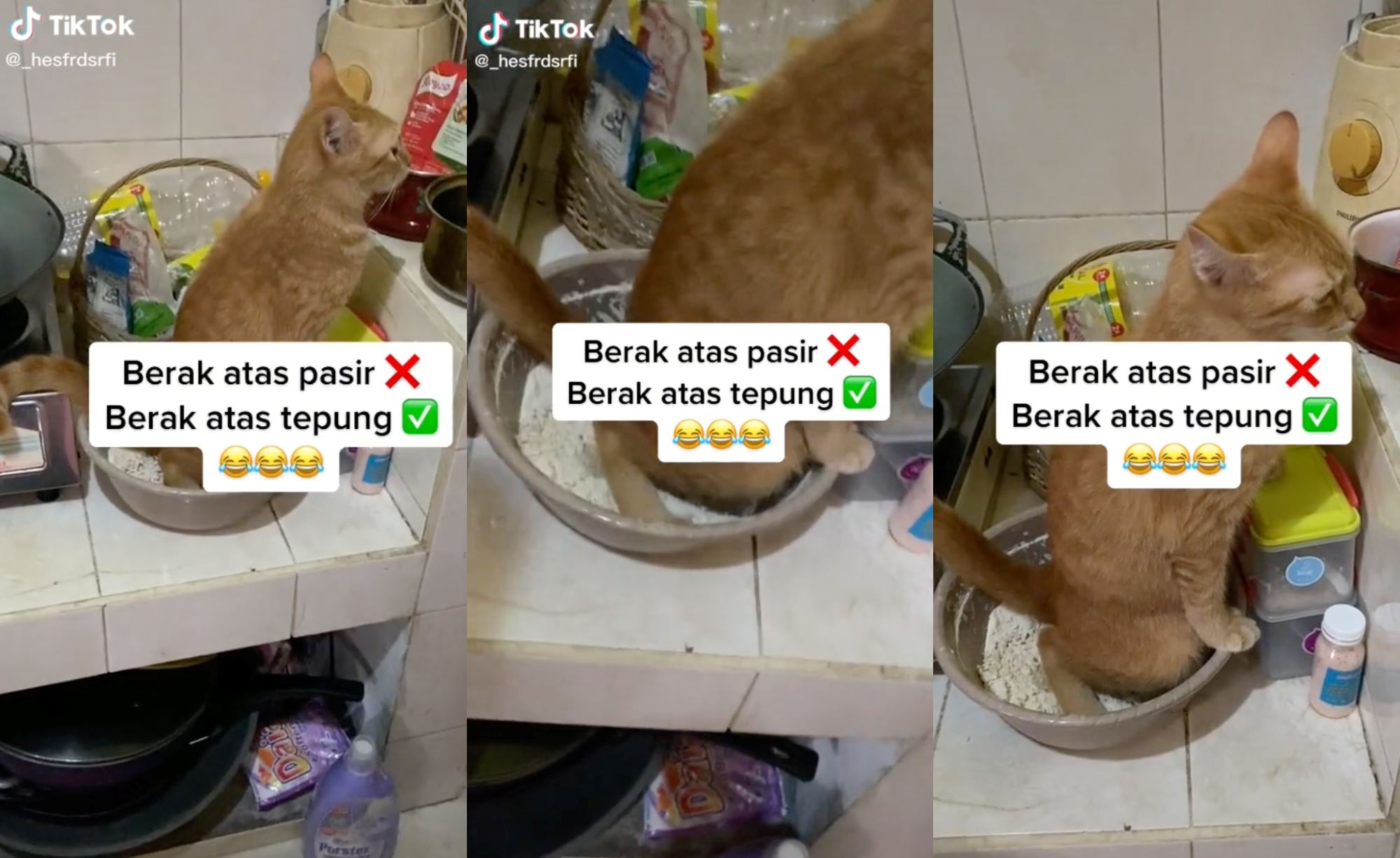 just oyen things! cat caught on camera doing business in its owner’s bowl of flour, netizens amused