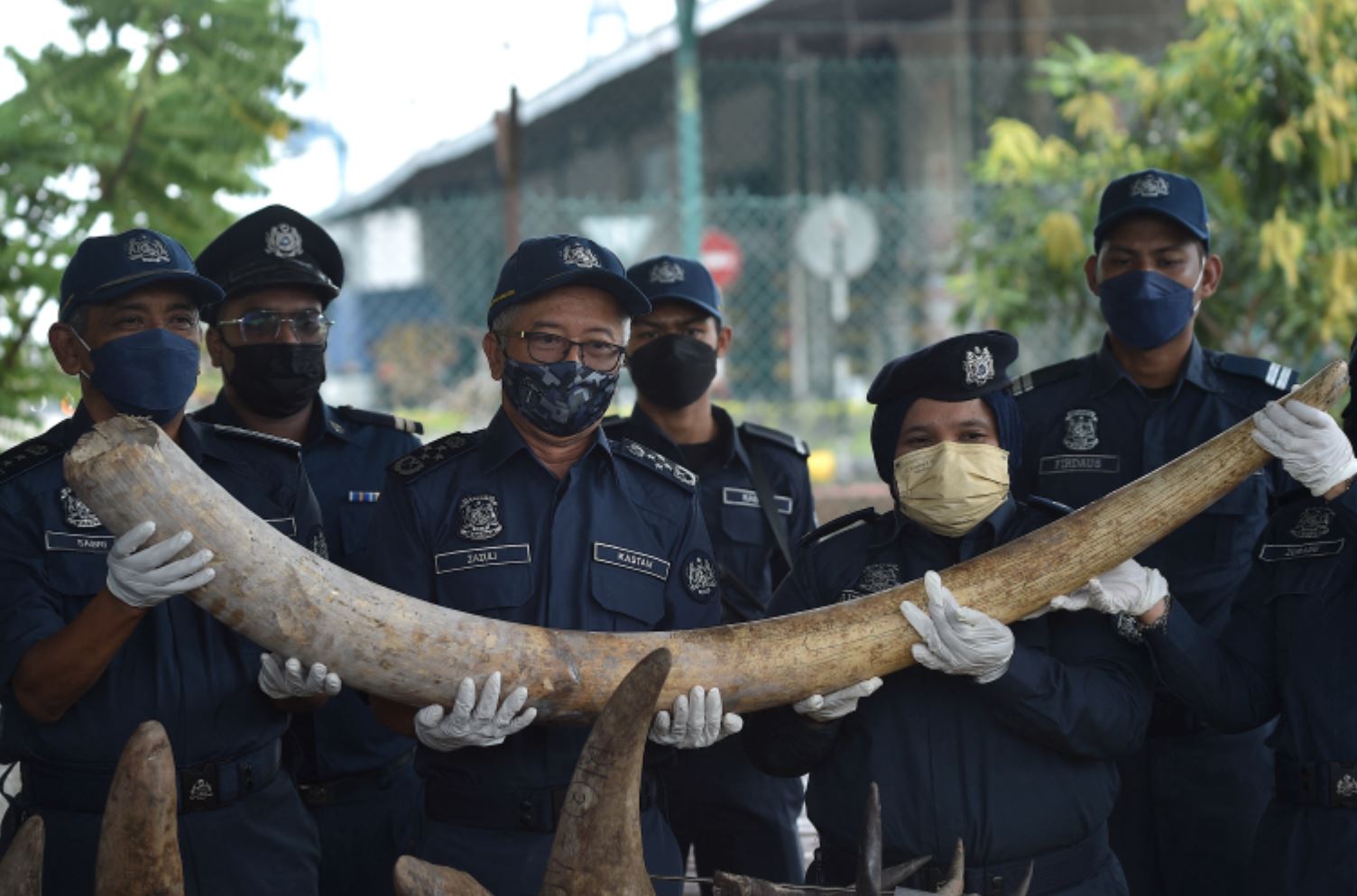 m’sian authorities seize rhino horns, tiger teeth, pangolin scales worth rm 80million in major bust