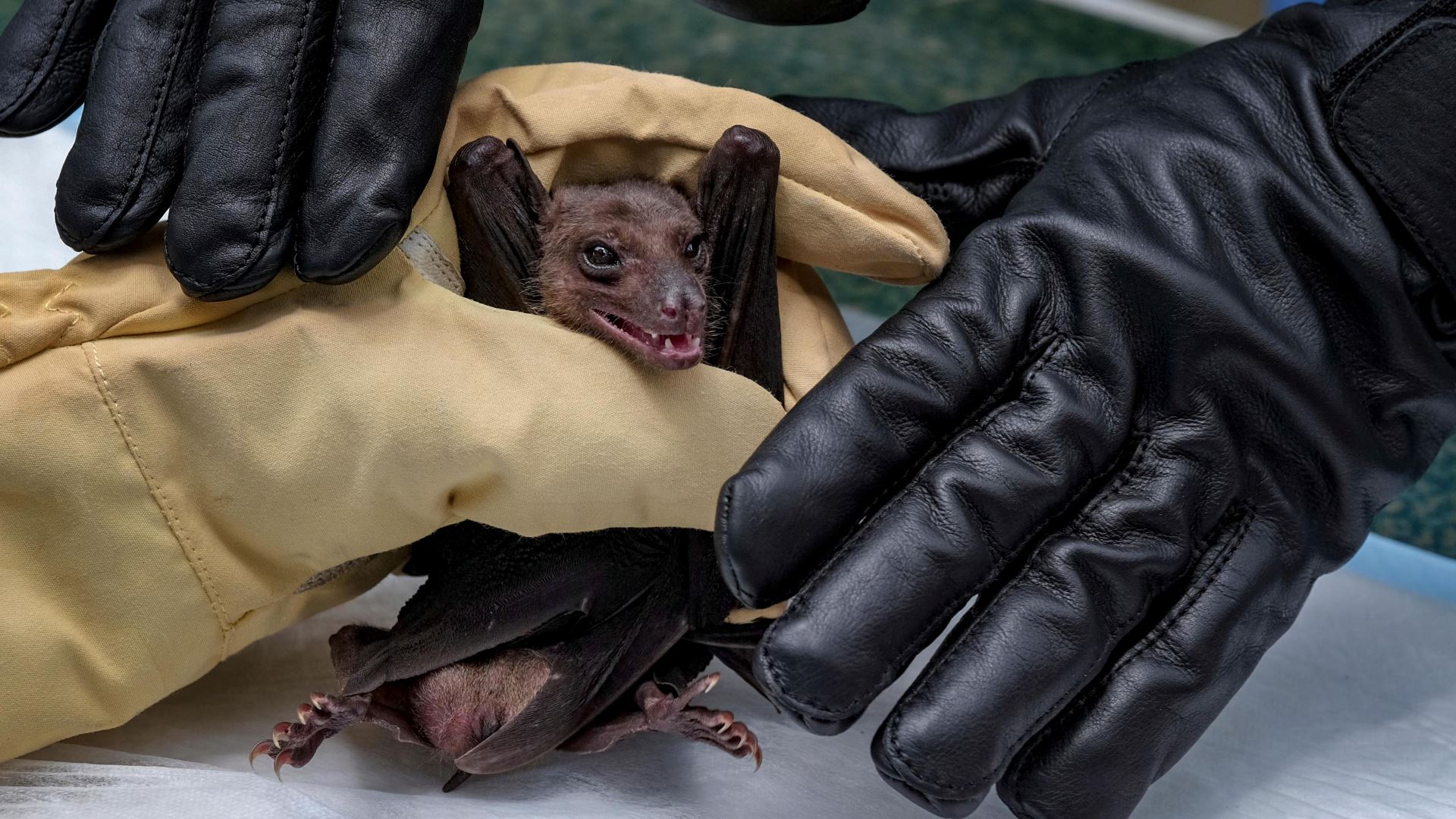 ghana confirms two cases of deadly marburg virus, same family as the virus that causes ebola