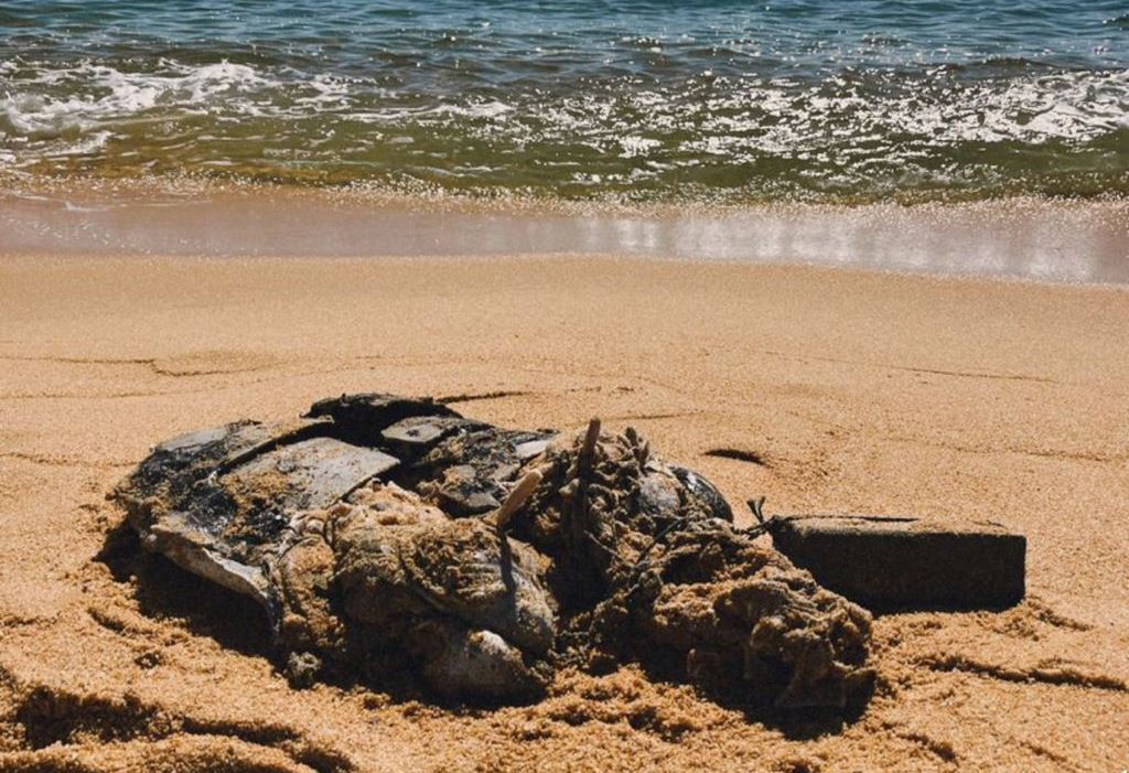 green turtle found dead in terengganu, tied down with bricks