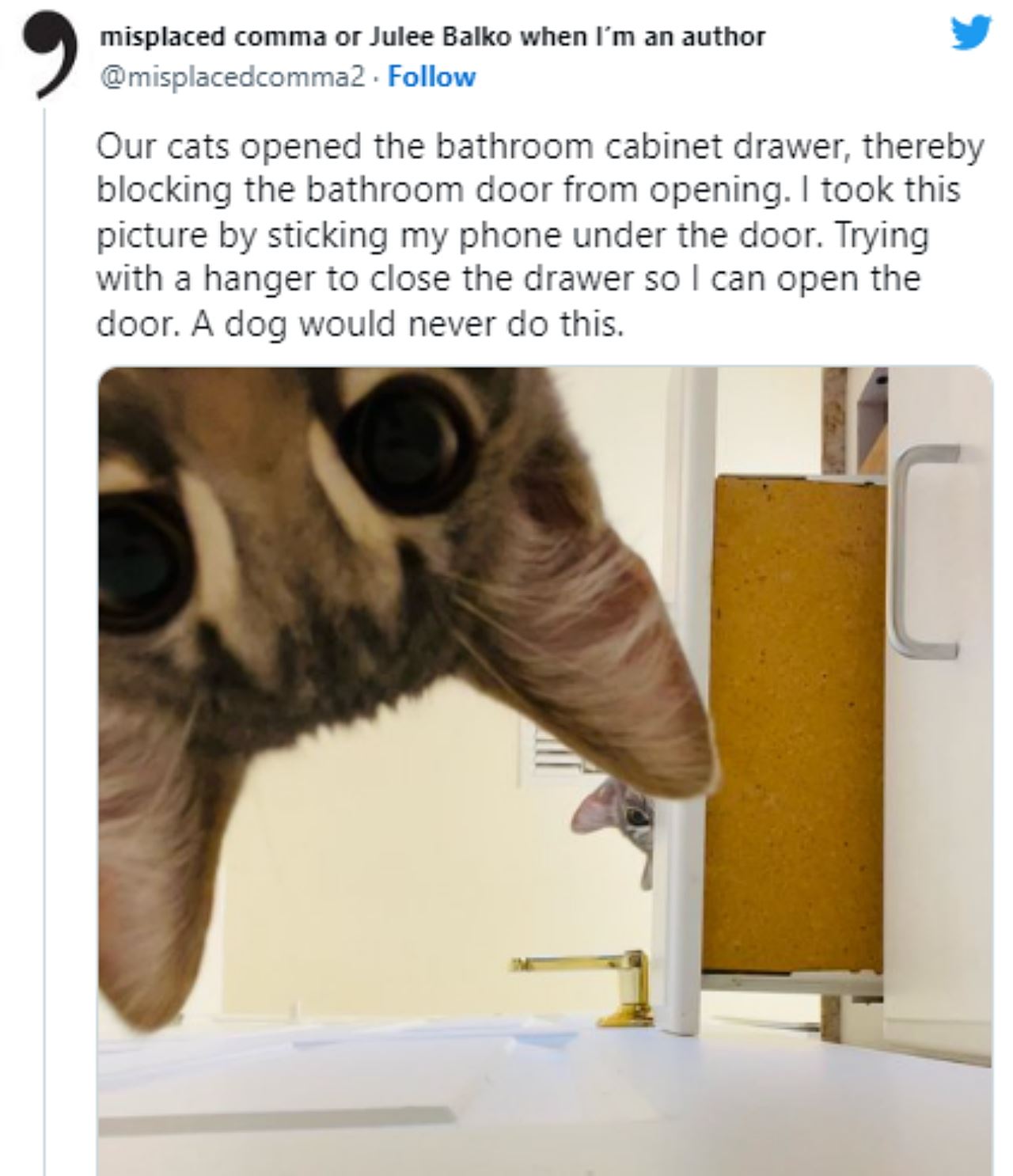 dua kucing berpakat kurung pemiliknya dalam bilik air