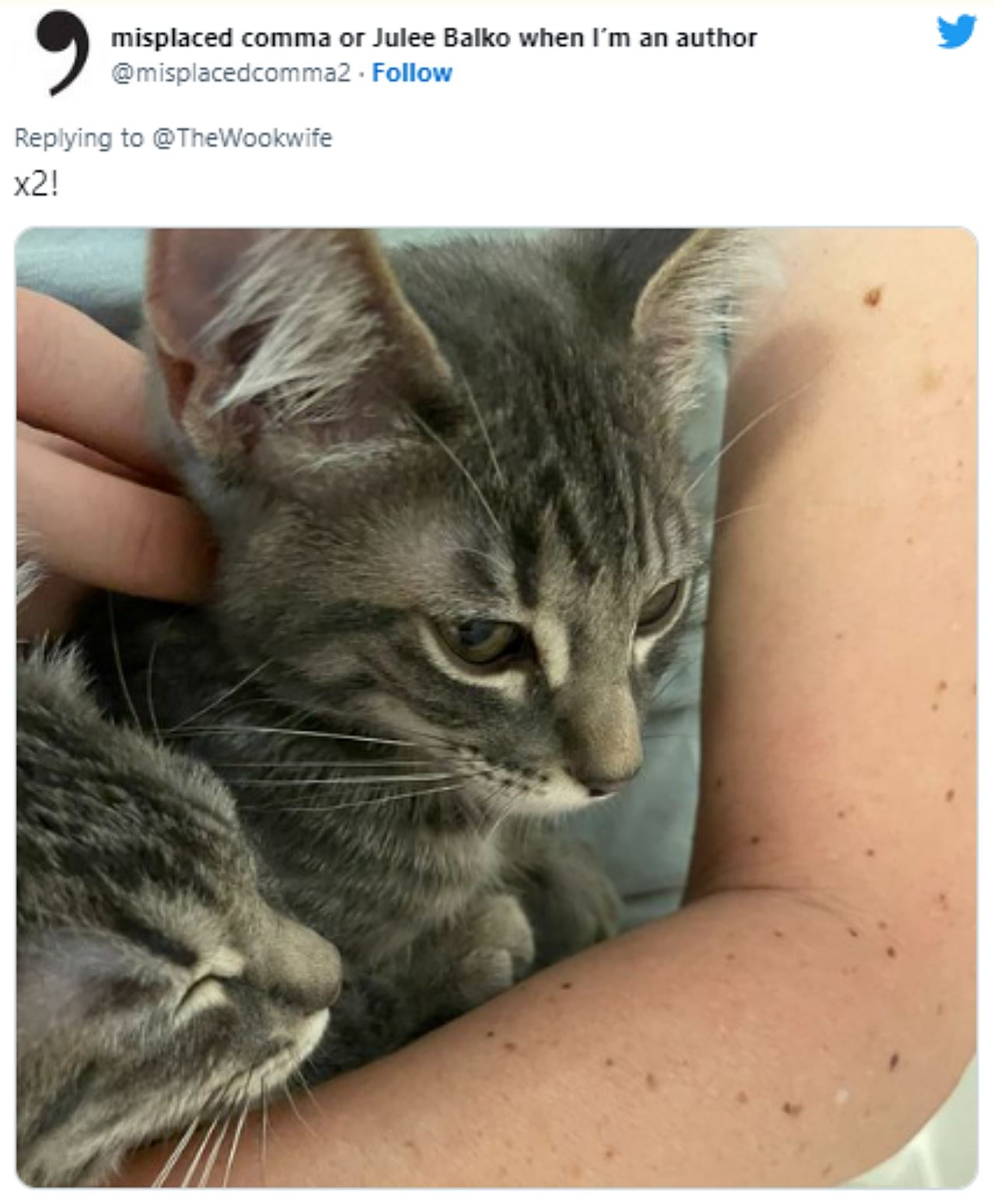 dua kucing berpakat kurung pemiliknya dalam bilik air