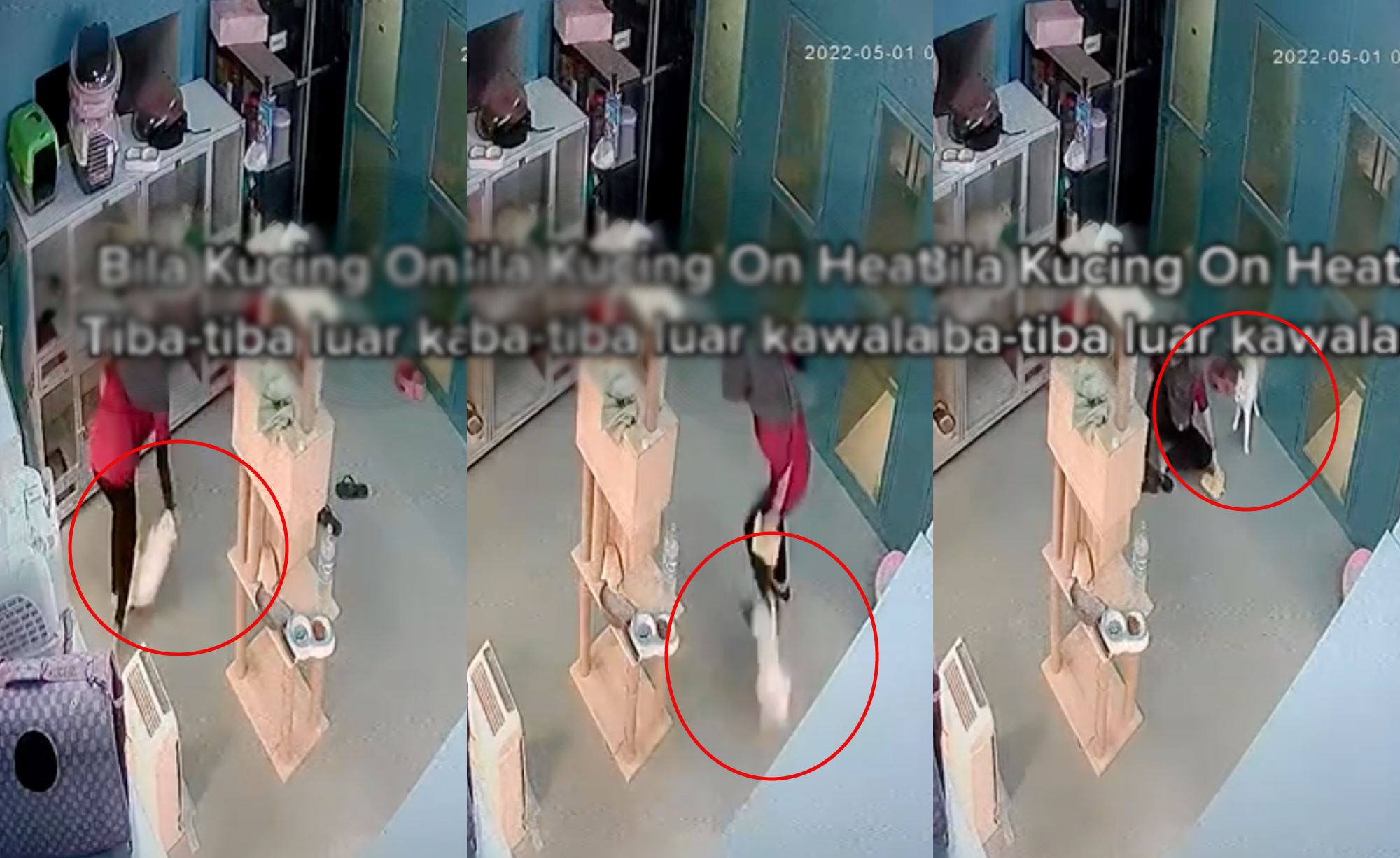 video caught cat going crazy, starts attacking employee who was cleaning its cage