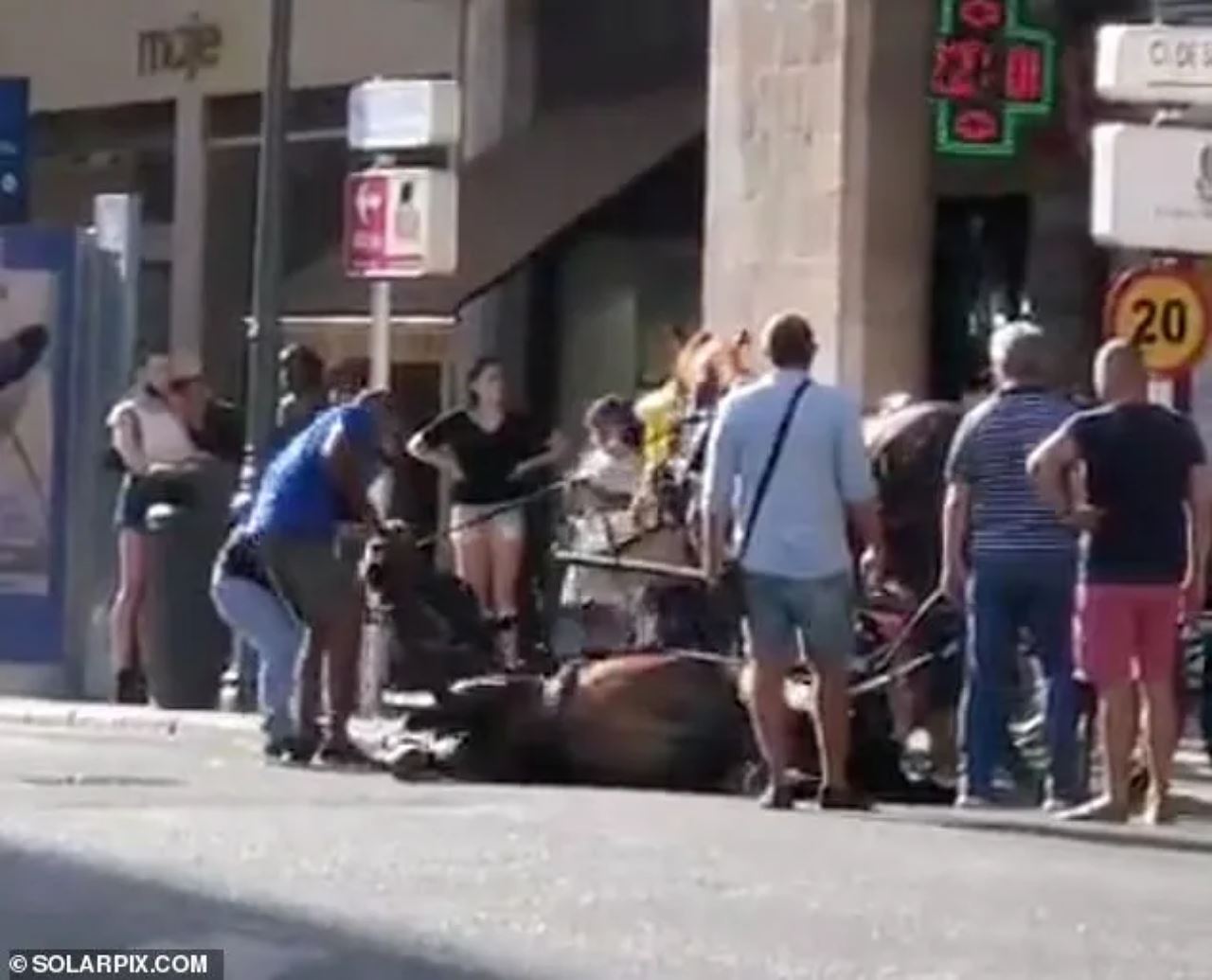 sedih lihat kuda rebah akibat strok haba ketika bawa pelancong