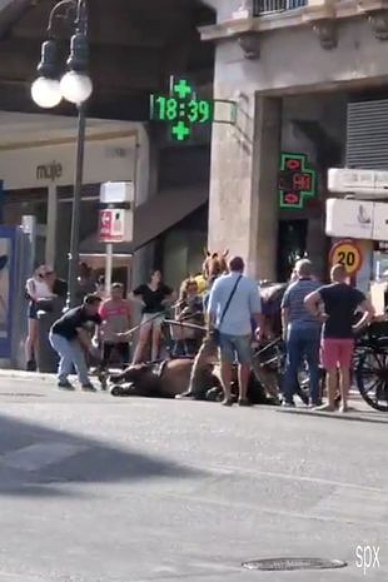 sedih lihat kuda rebah akibat strok haba ketika bawa pelancong