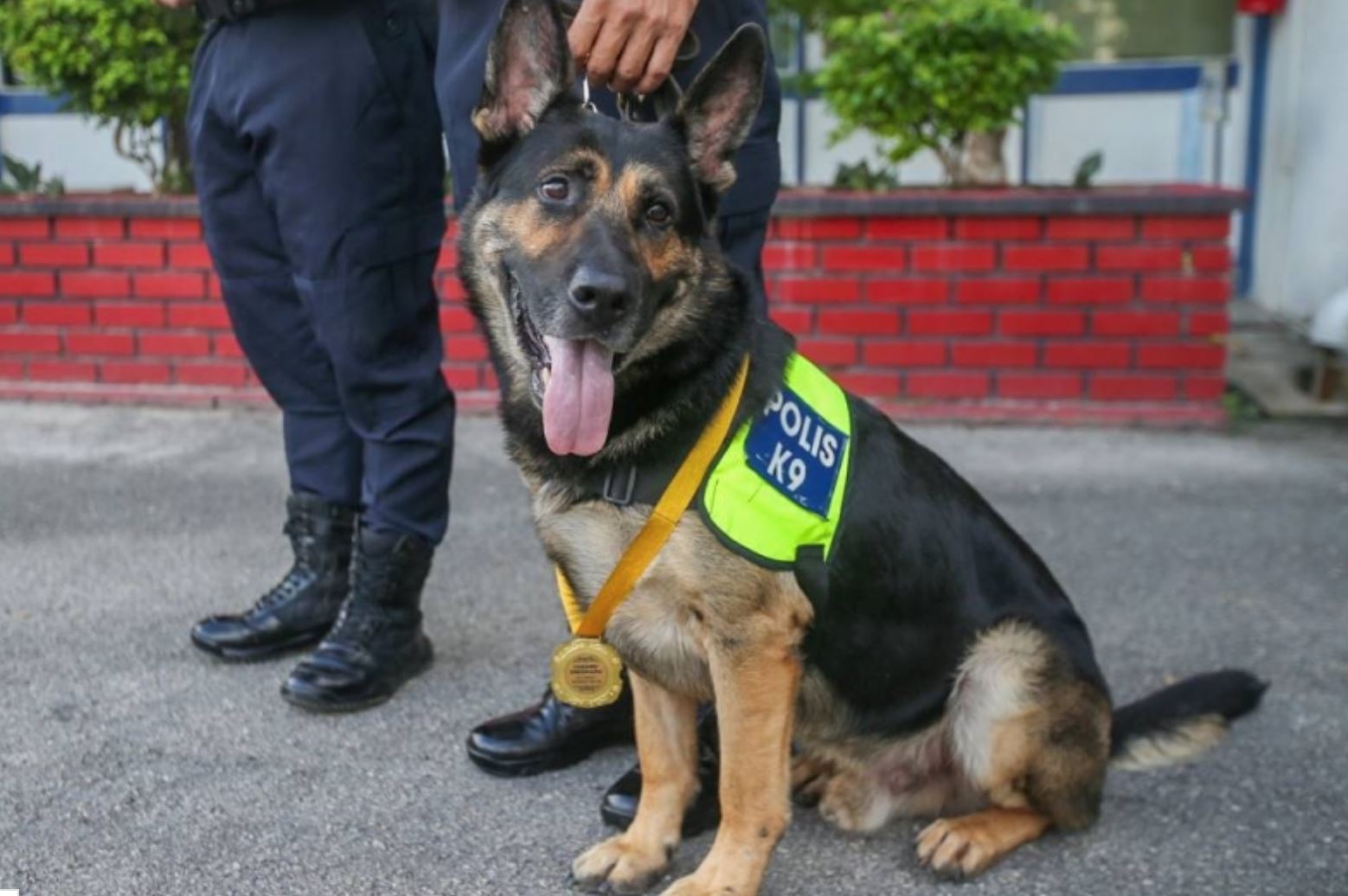 police in perak honors k-9 police with medal & kibbles for locating missing senior citizen