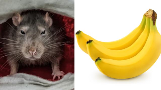 tikus-takut-pisang-640.png