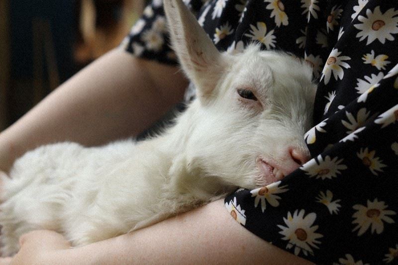 dapat masuk percuma kalau boleh dodoikan anak kambing