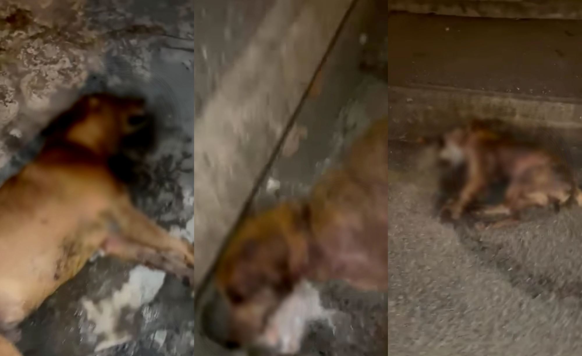 four dogs found dead in perak allegedly due to poison, netizens want authorities to take action!