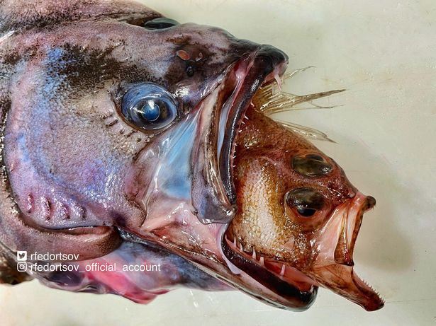 nelayan bingung tangkap ikan rupa aneh, disebut sebagai ‘ikan frankenstein’