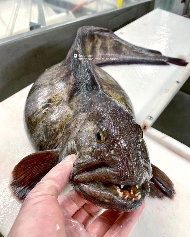 nelayan bingung tangkap ikan rupa aneh, disebut sebagai ‘ikan frankenstein’