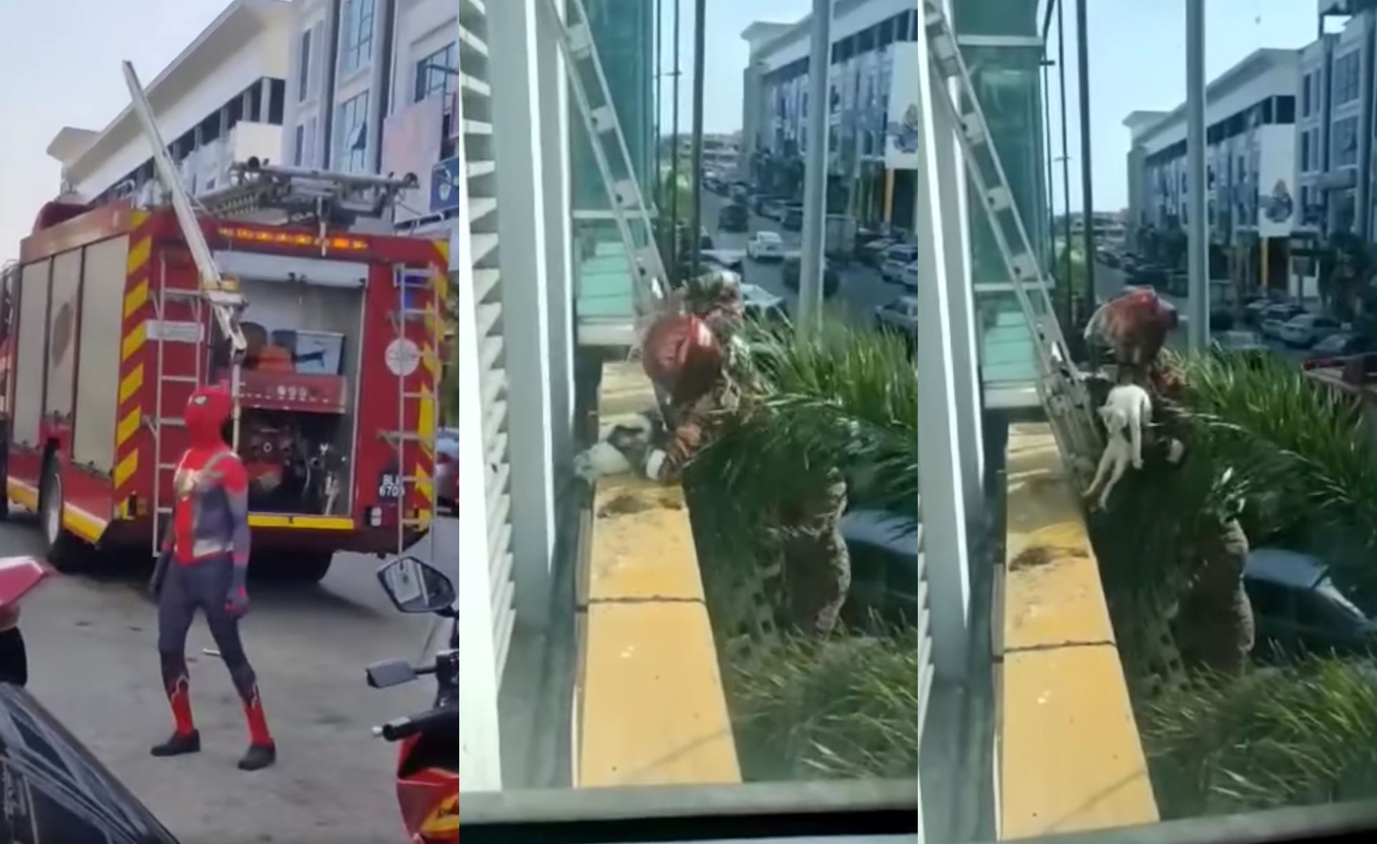 spider-man “supervises” while abang bomba saves cat from tall building