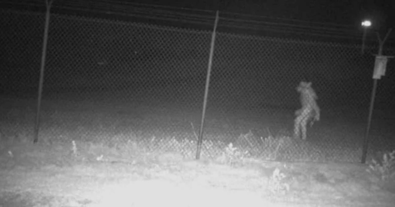 makhluk ganjil terakam dalam cctv di zoo texas, ‘‘apa benda tu?’’
