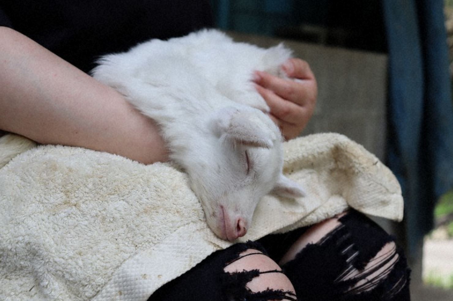japan ranch gives free entry if you can lull baby goats to sleep!