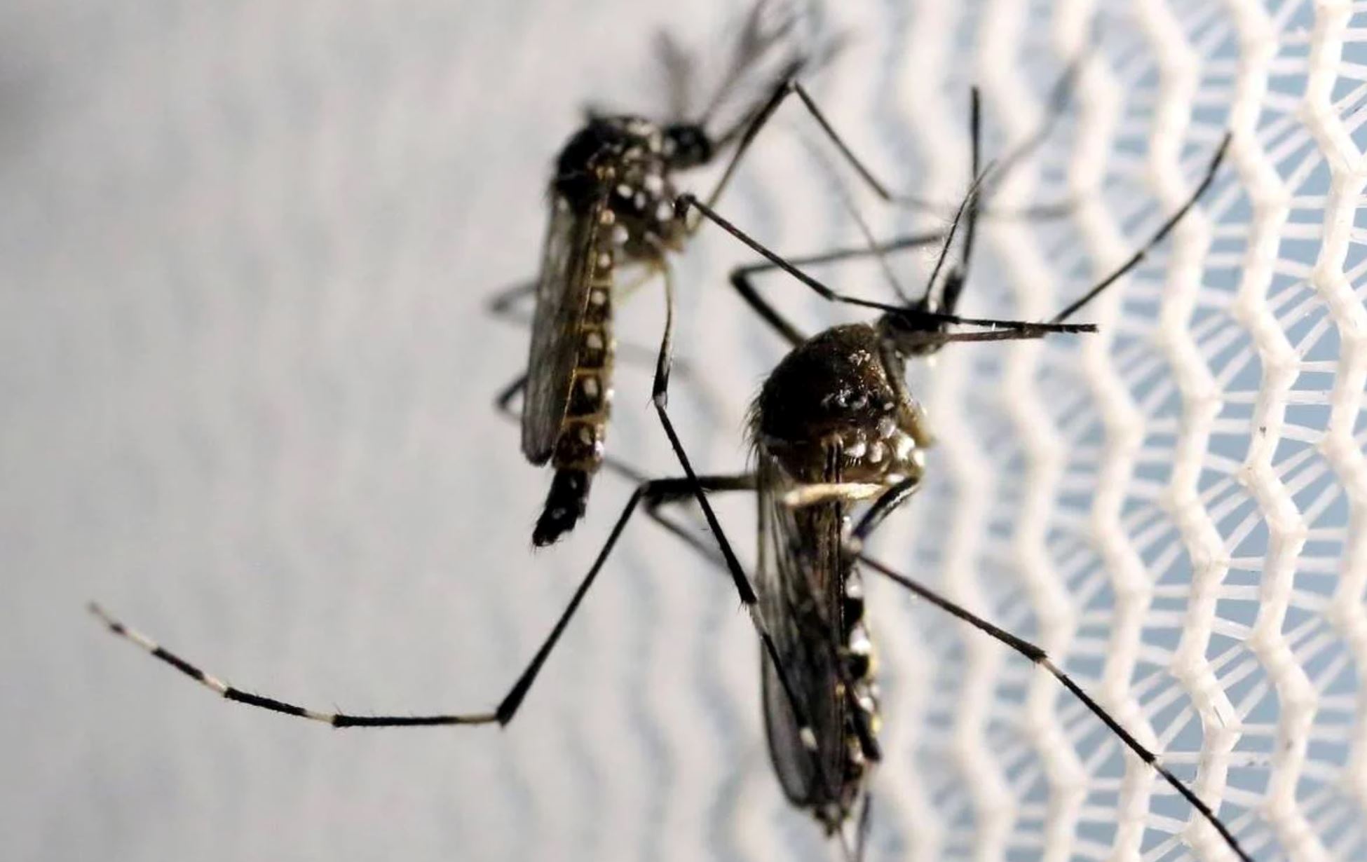 spike in dengue cases in labuan, one malaria case reported!