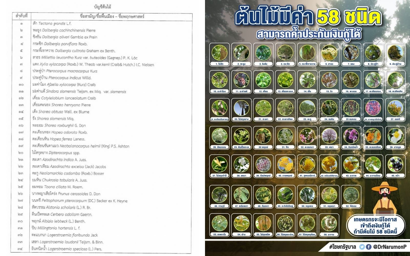 bank thailand terima pokok durian kalau nak mohon pinjaman kewangan