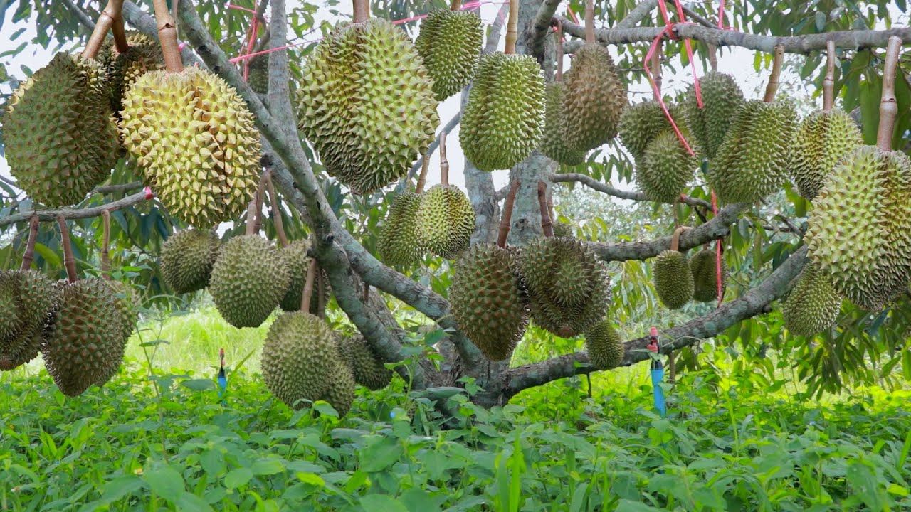 bank thailand terima pokok durian kalau nak mohon pinjaman kewangan