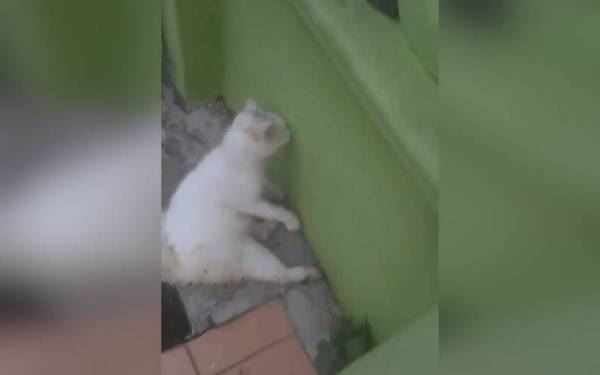 ganjaran rm5,000 pada pemberi maklumat kes jerut kucing 