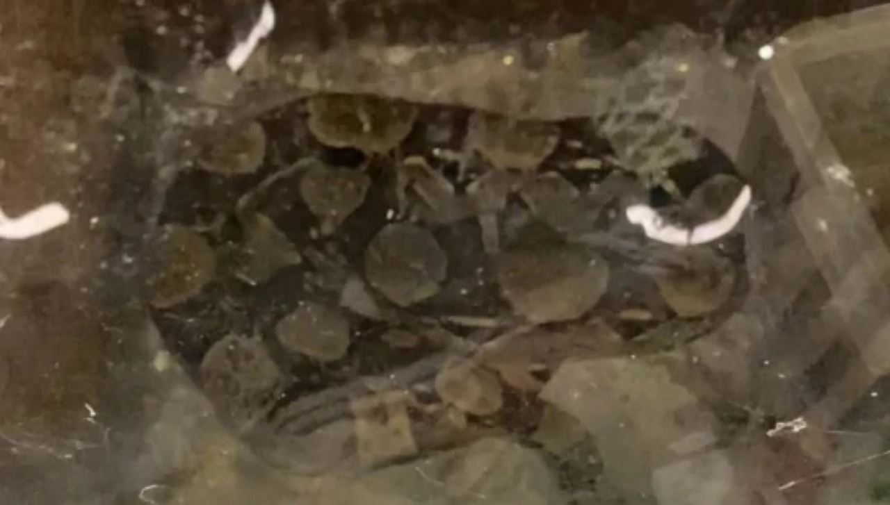 tuan rumah terkejut rumah sewa bersepah, siap ada ular hidup!