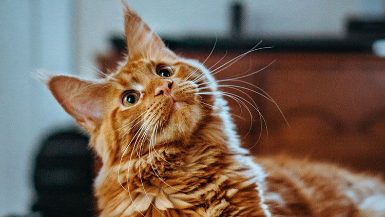 3 bahasa tubuh kucing selalu buat tapi manusia ramai tak faham