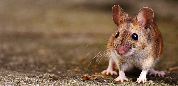 kajian buktikan tikus hidup di bandar adalah lebih bijak