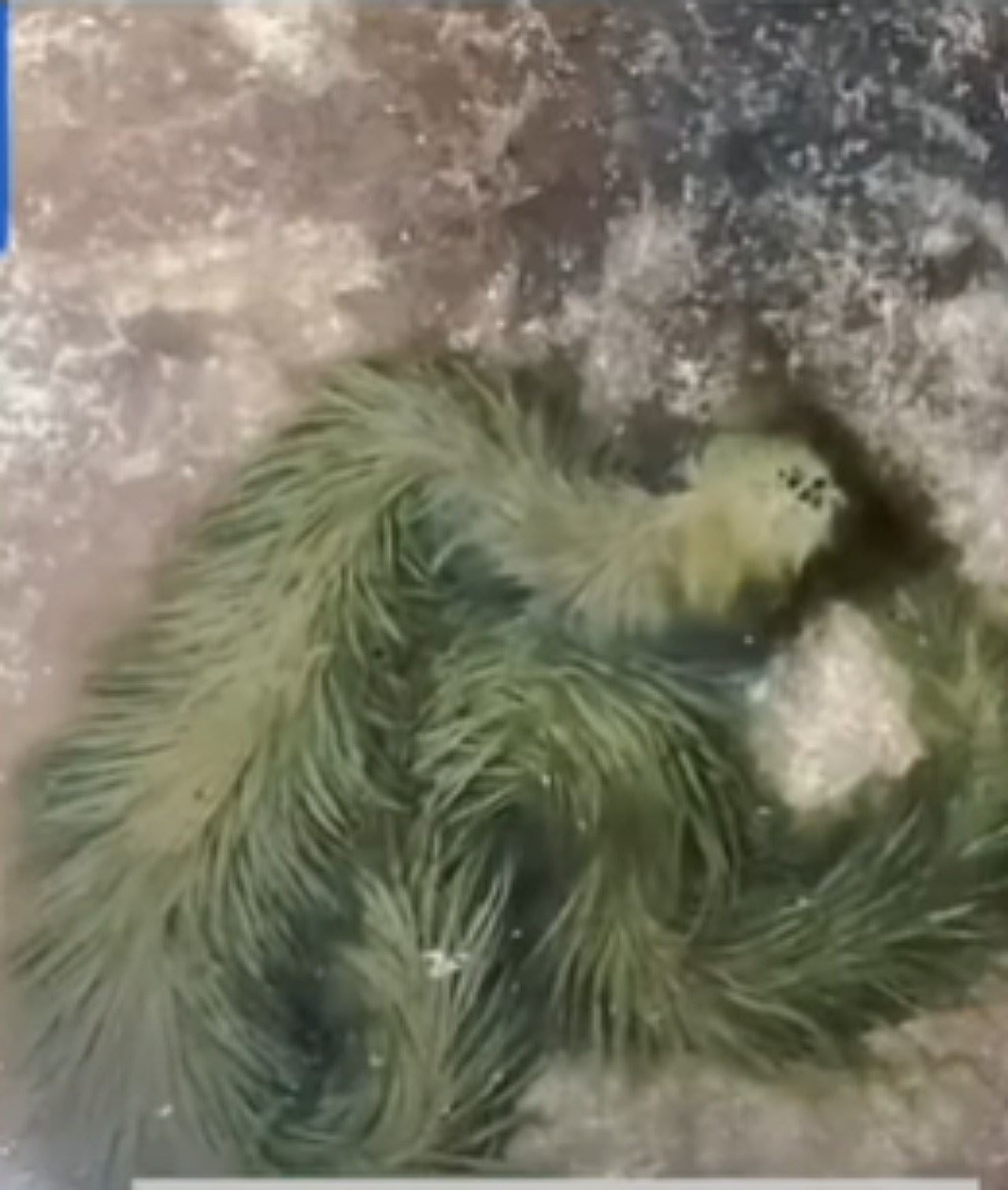 haiwan macam ular berbulu buat ramai geli-geleman