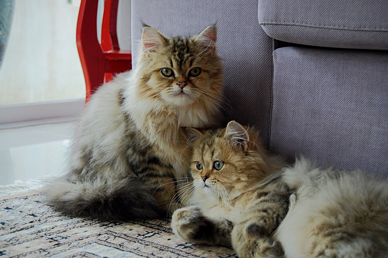 makin ramai klon haiwan kesayangan sejak pandemik covid-19