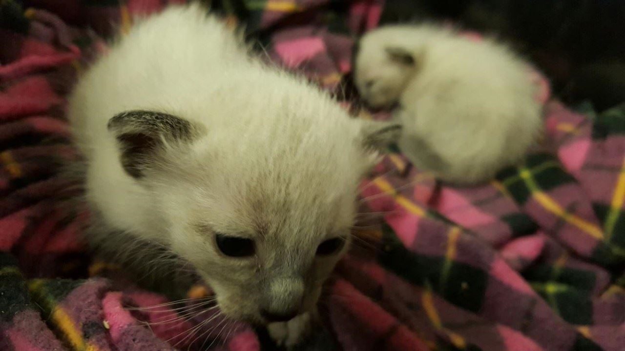 makin ramai klon haiwan kesayangan sejak pandemik covid-19