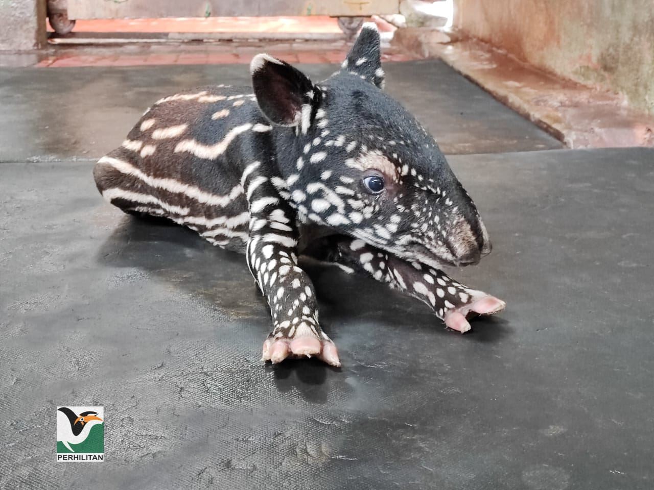 perhilitan shares video of baby tapir walking for the first time!