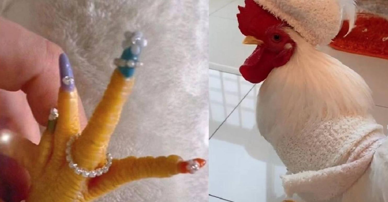 woman in china goes viral for doing “manicure” on her pet rooster