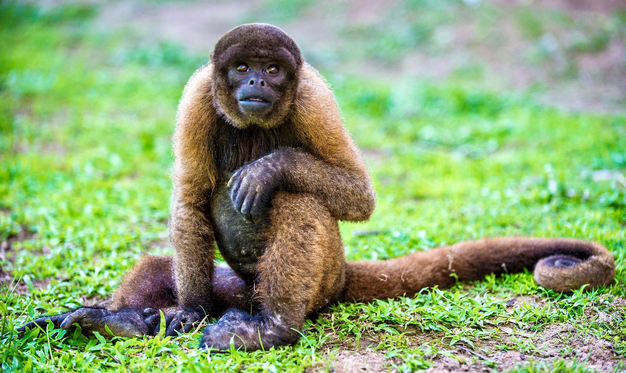 ini negara pertama di dunia beri hak undang-undang pada haiwan liar