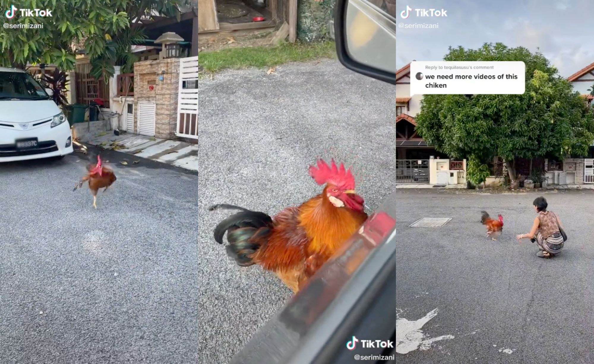 pet chicken comes running whenever its owner calls, netizens amused!