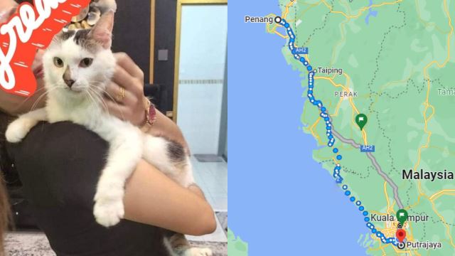 kucing-penang-ke-putrajaya-640.png