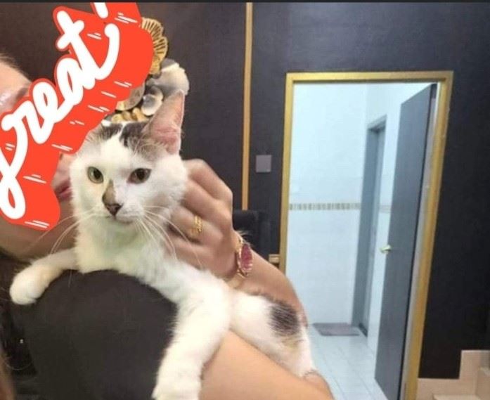 kucing hilang dari pulau pinang ditemui semula di putrajaya