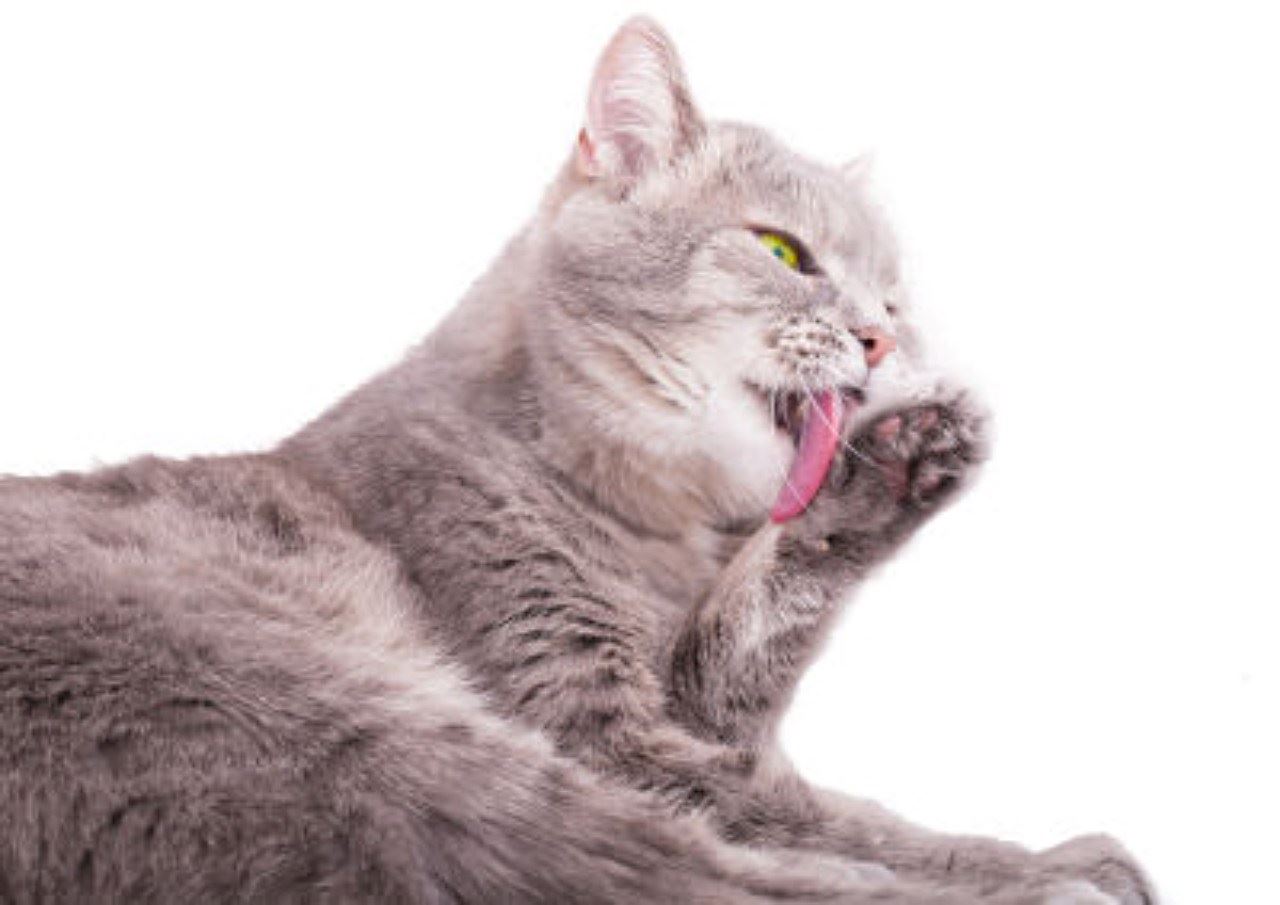 kenapa kucing jilat kaki lepas makan walaupun tak makan pakai tangan?