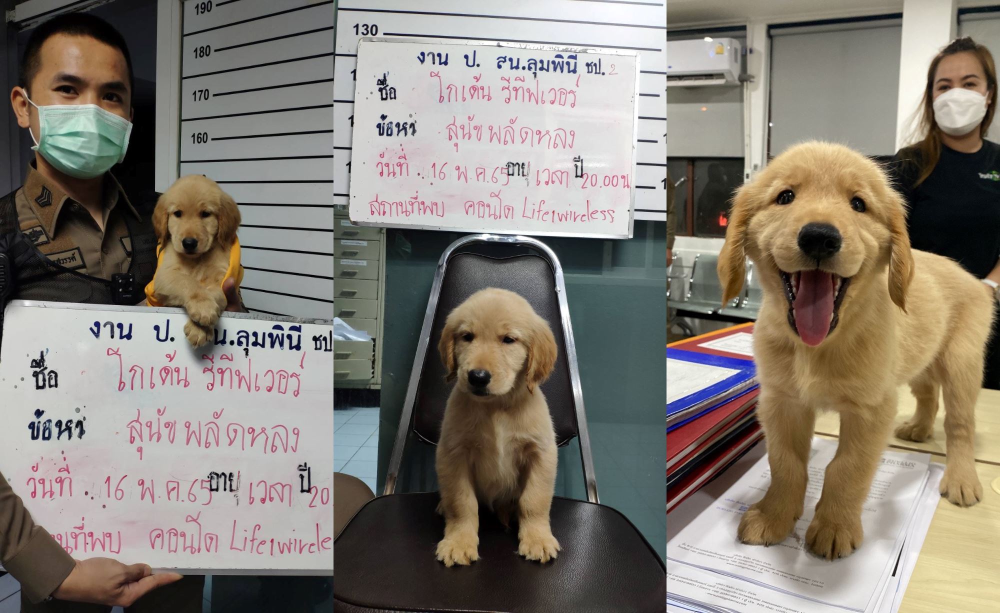 golden retriever puppy gets mughost taken at police station in thailand, “charged” for getting lost! 