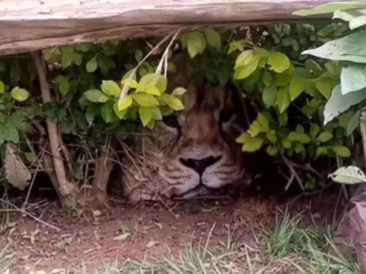 penduduk gempar ingatkan singa dalam semak, rupanya beg!