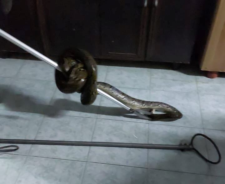 man in selayang bitten by python while he was on the toilet, playing video games