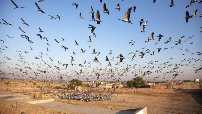 cuaca terlampau panas, ribuan burung jatuh dari langit