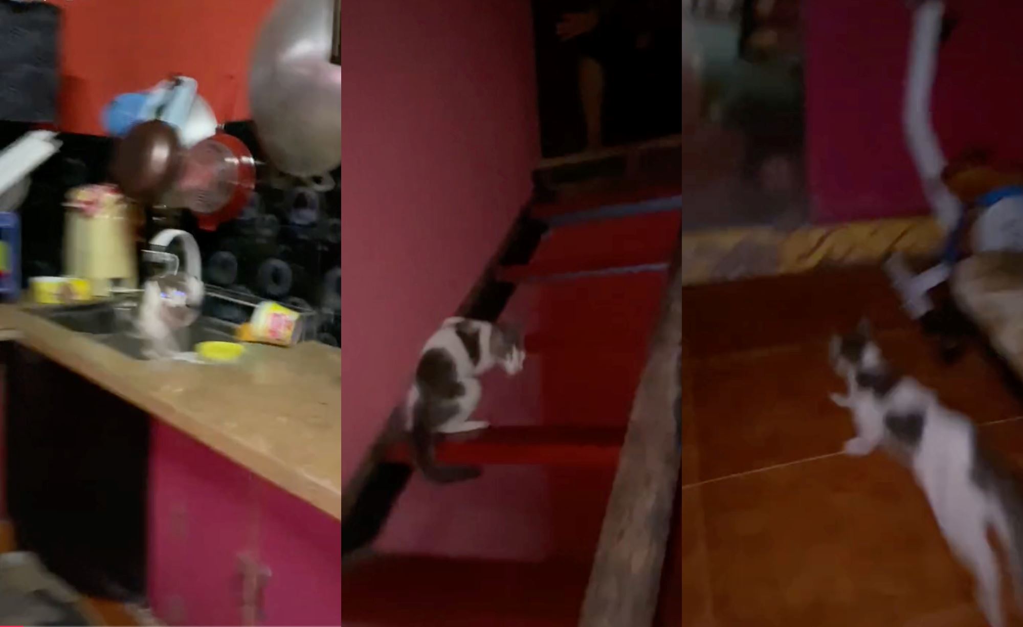 video of stray cat trap in house went viral, netizens amused