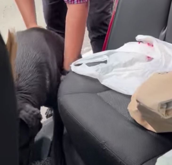 m’sian praised for saving doggo that was trapped in the middle of busy highway