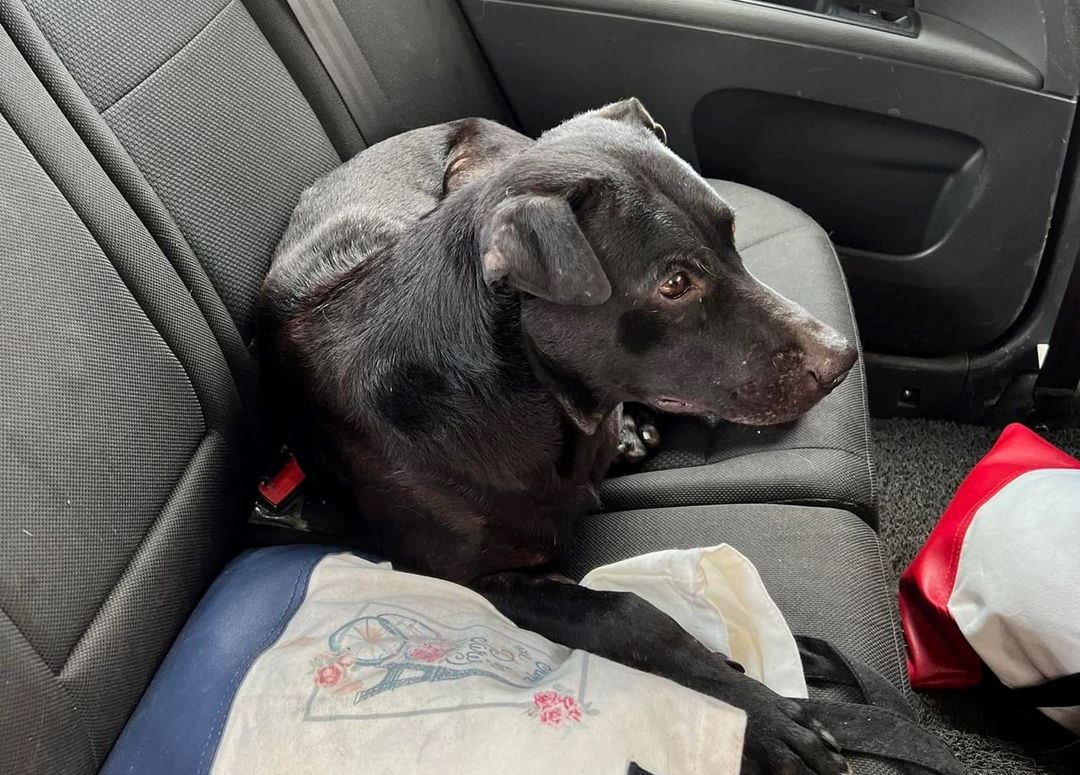 m’sian praised for saving doggo that was trapped in the middle of busy highway