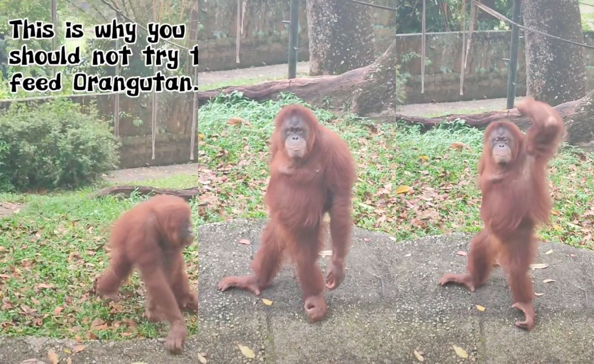 do not feed! orangutan in zoo negara shows what will happen if you break the rules!