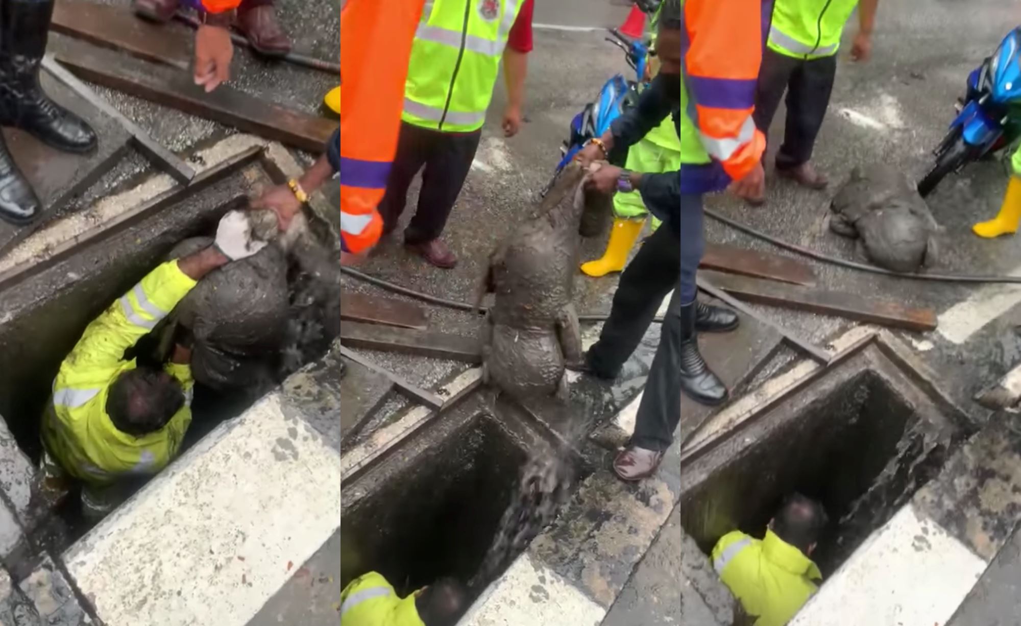 dbkl employees pull out giant stuffed teddy bear from drain that caused flash floods in kl