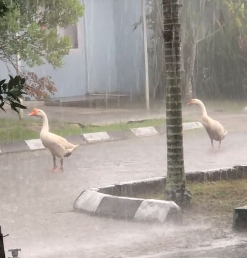 gelagat dua angsa tak gerak dalam hujan undang tanda tanya netizen