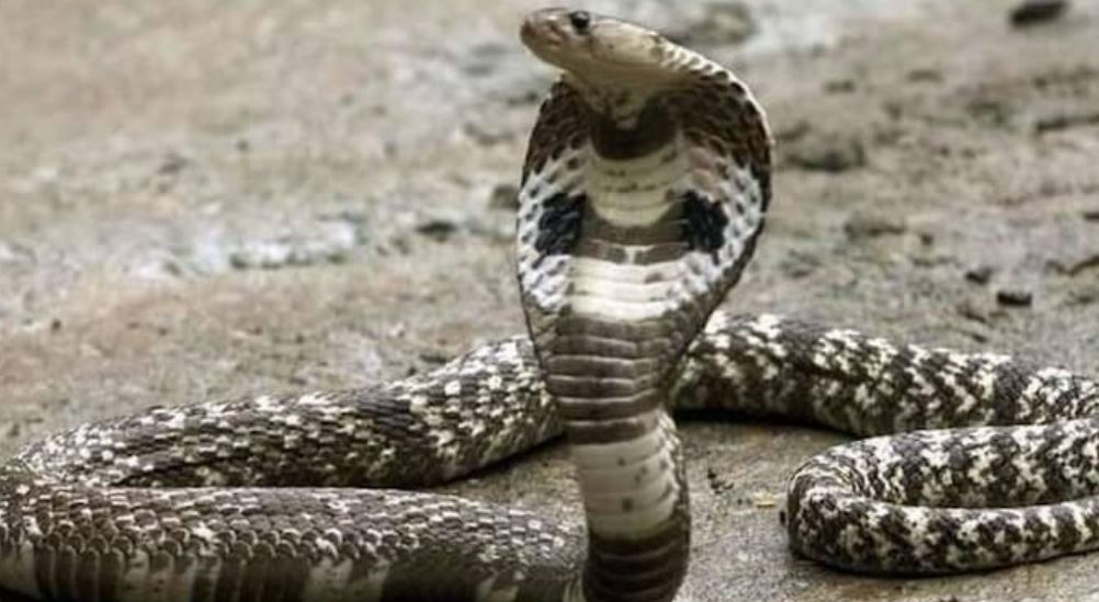 8-year-old boy bites cobra twice and killed it after reptile wrapped itself around his arm
