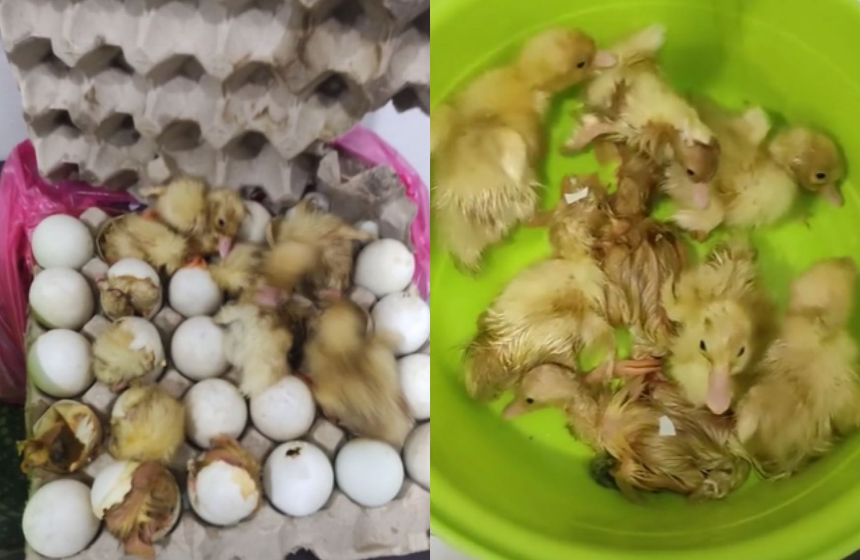 homestay owner surprised to find ducklings hatching from eggs that were left behind by his guest!